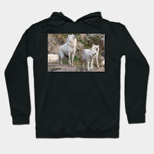 Some Arctic Wolves at play Hoodie